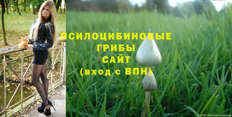 Галлюциногенные грибы Psilocybe  кракен онион  Армянск 